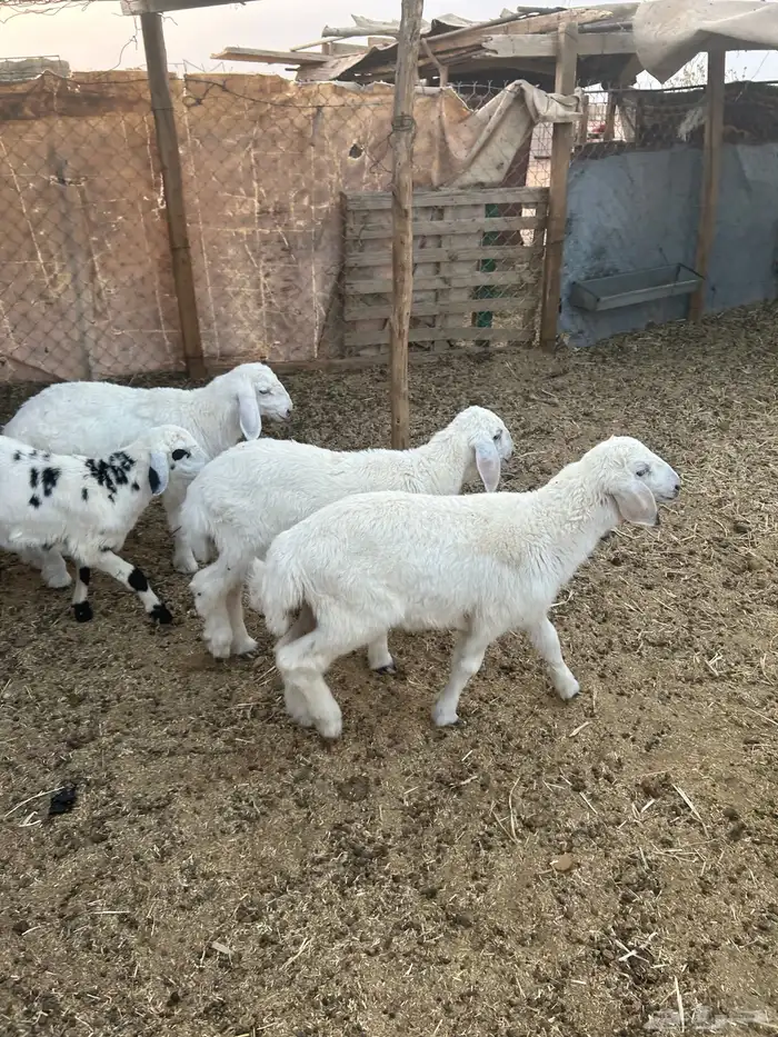 بهم 3