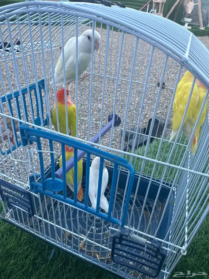 روز للبيع مستعجل 0