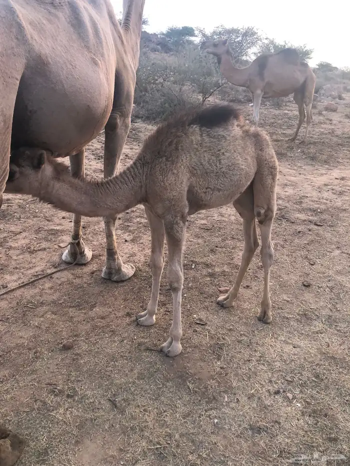 خلفة للبيع 0