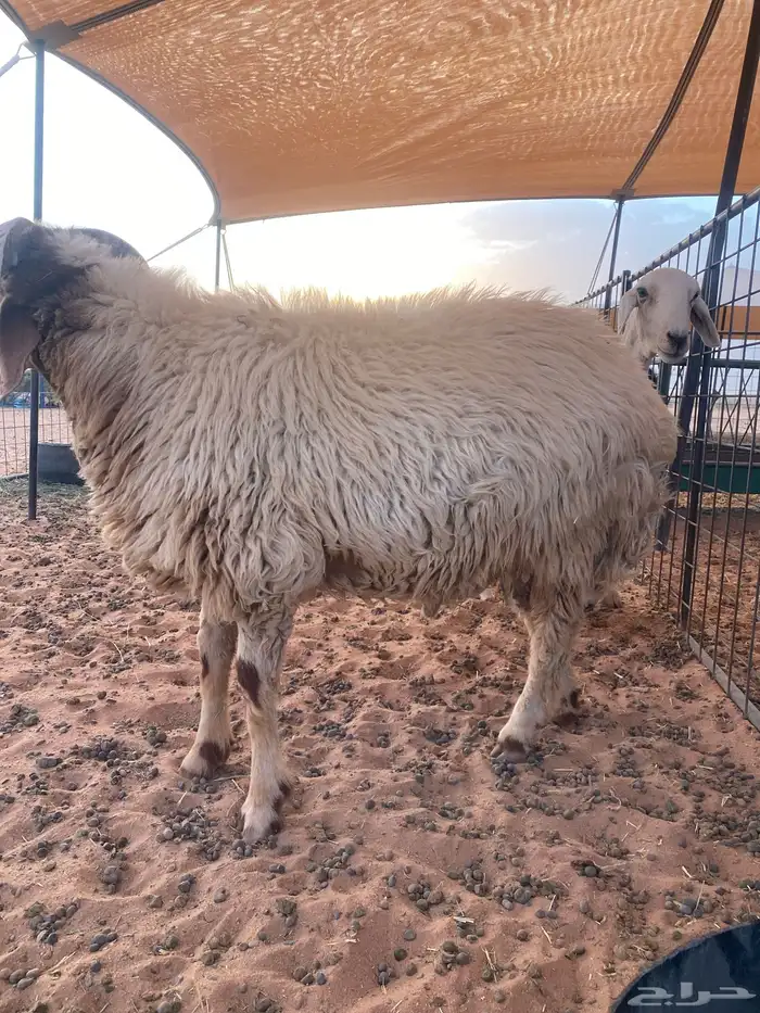 خروف نعيمي 1