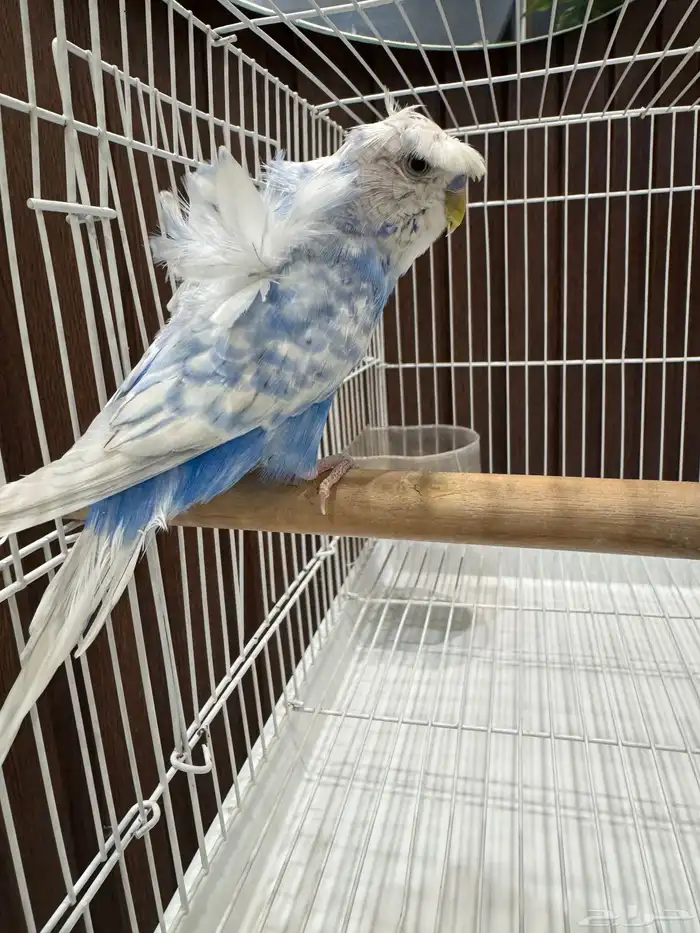 جوزين و ذكور 2