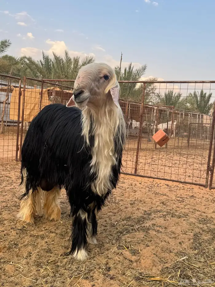 خروف نجدي 1