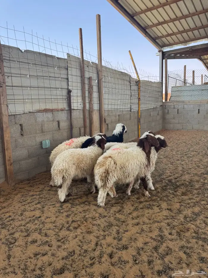 خرفان ورخال نعيم 3