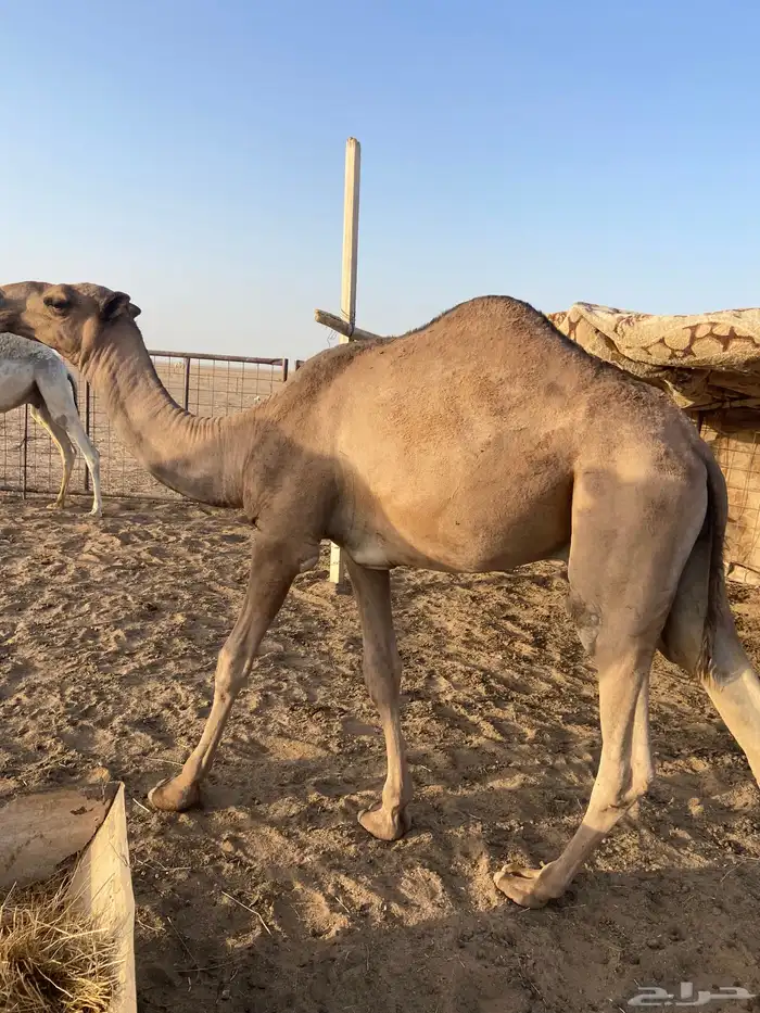 قعود للبيع 2