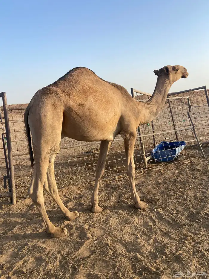 قعود للبيع 4