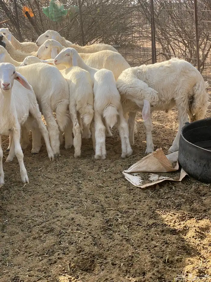 طليان حريه 2