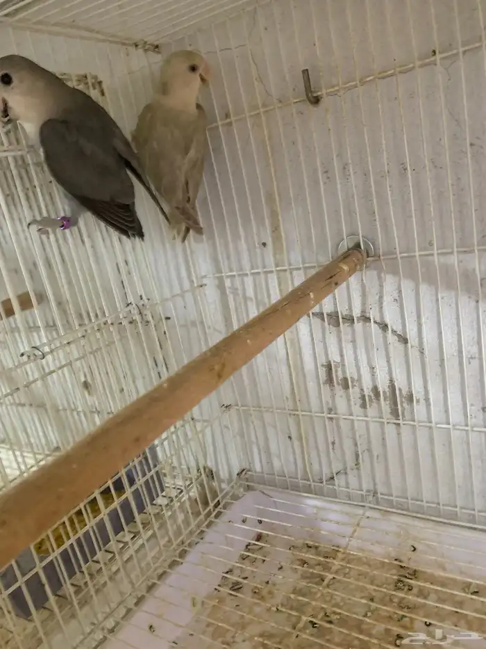 طبات روز ( تم البيع ) 1