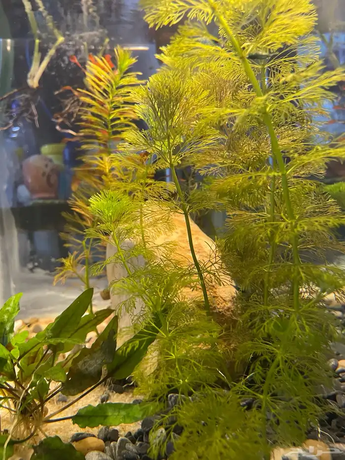 حوض سمك شريمب 4