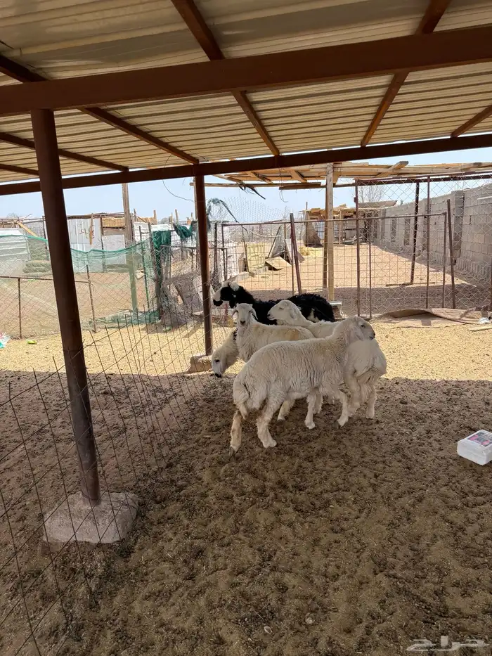 للبيع ذبايح حريات 3