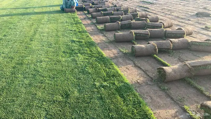 نجيل طبيعي C2000 2