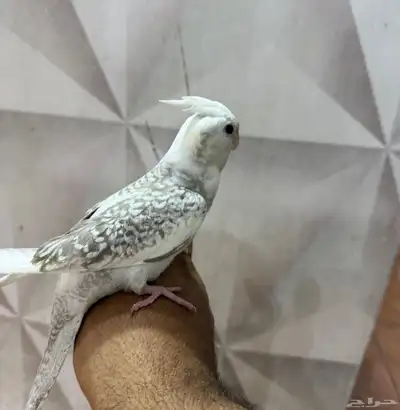 كروانات اليفه جداا 7