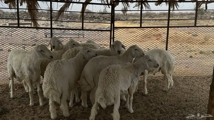خرفان للبيع 0