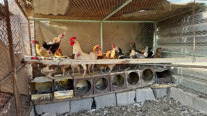 دجاج بلدي بياض(تم البيع ) 1