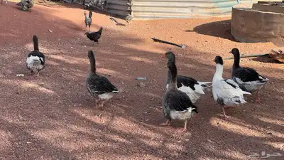 للبيع وز 0