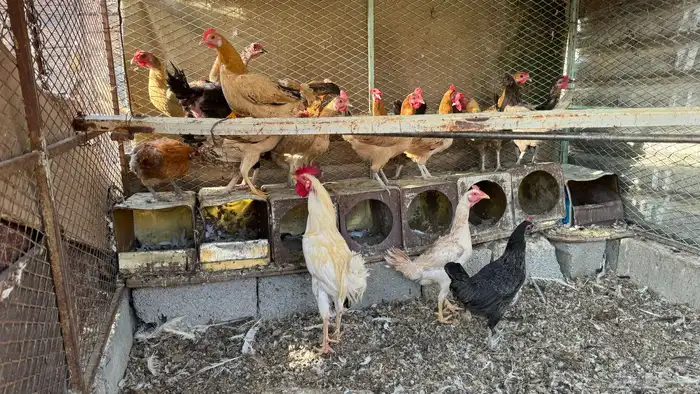 دجاج بلدي بياض(تم البيع ) 2