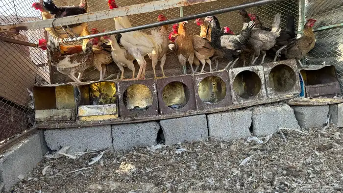 دجاج بلدي بياض(تم البيع ) 0