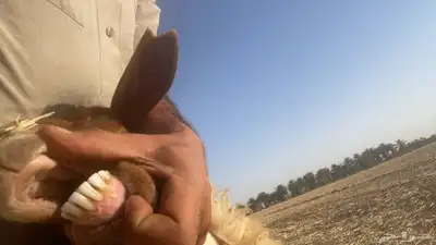 نعجه رغوث. نعيميه نعيم 3