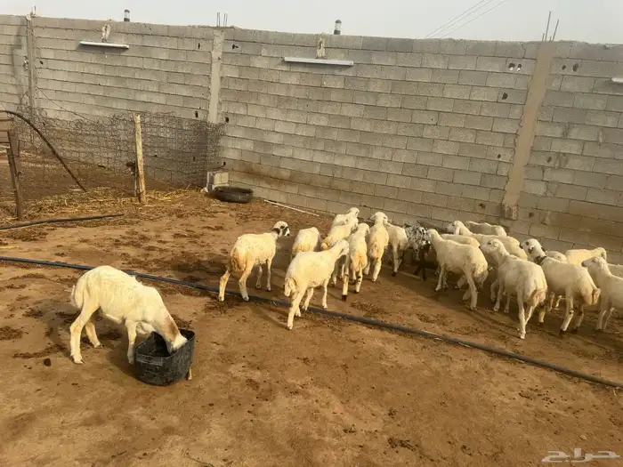 حلال للبيع رخال وخرفان 2