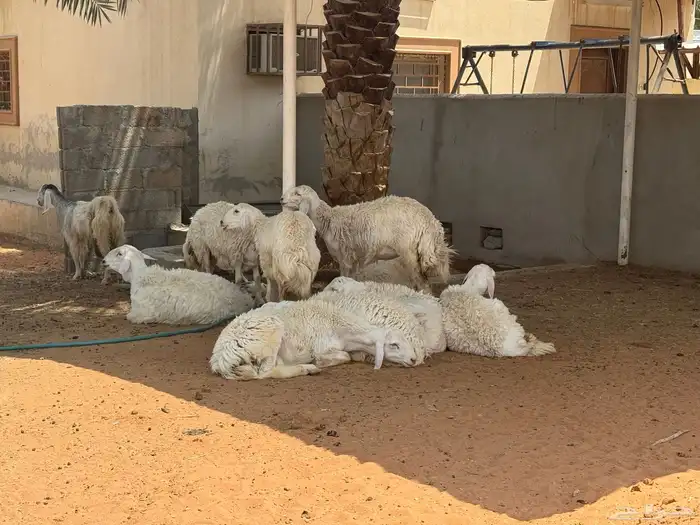 جاكم ابو تركي بمعزى وليد سديس حليب معها 2 من3000 وحريات حلوة 5