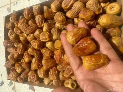 تمر سكري فاخر خراف اليوم 0