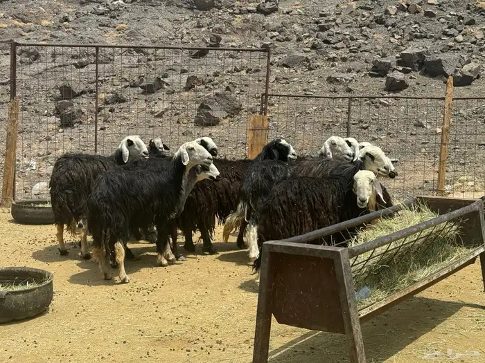 ضان نجد 4