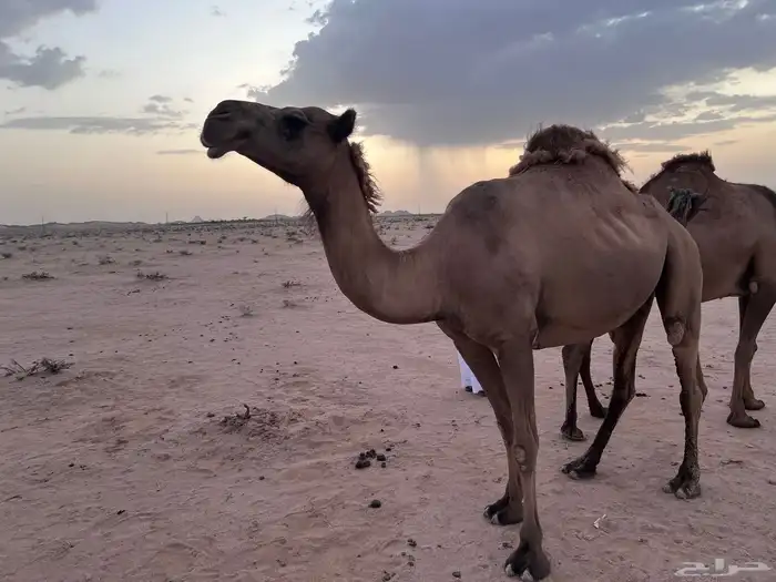 ناقه لقحه صفرا للبيع 3