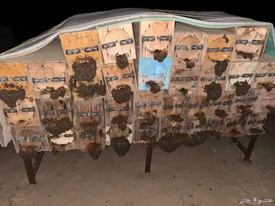 نحل بلدي الموقع القنفذه 8