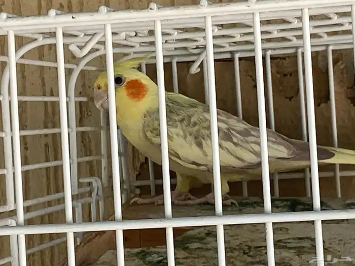 عصفور كوكتيل 1