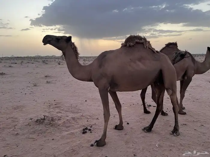 ناقه لقحه صفرا للبيع 4