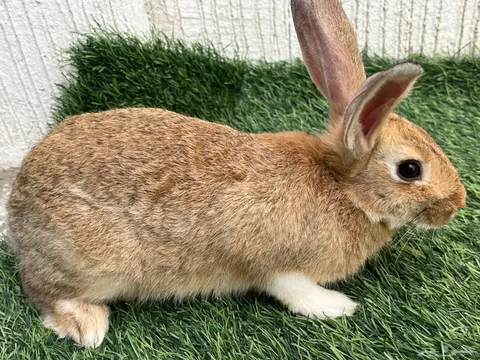 ارنب إيطالي للبيع 1