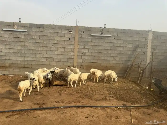 حلال للبيع رخال وخرفان 11