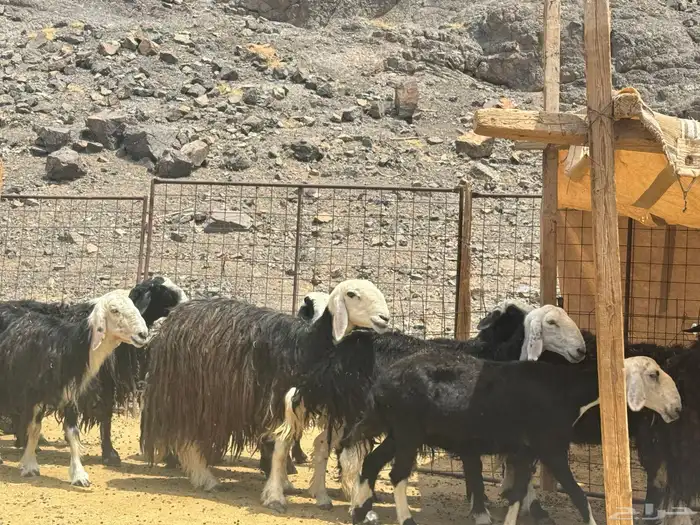 ضان نجد 2