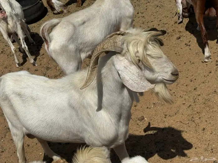 فحل مشروك طيب 0