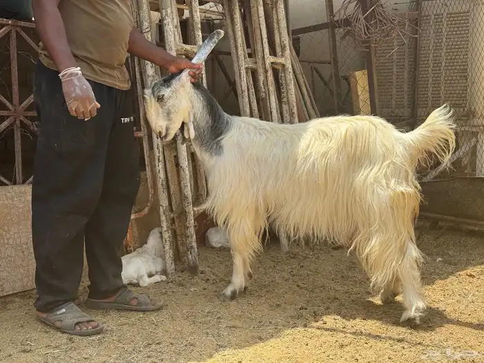 جاكم ابو تركي بمعزى وليد سديس حليب معها 2 من3000 وحريات حلوة 2