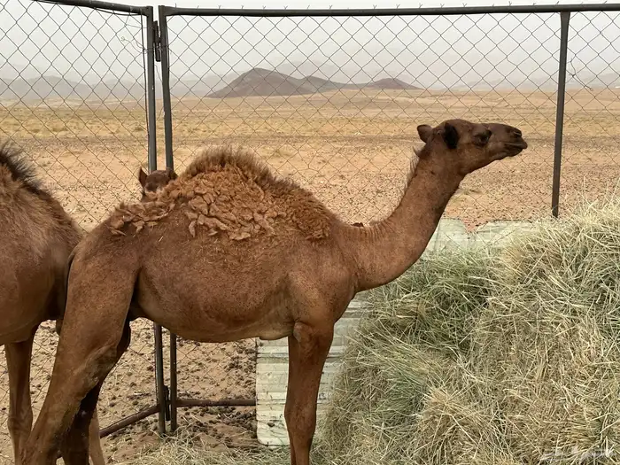 حشوان للبيع 0