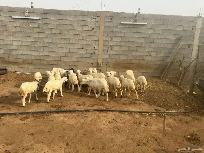 حلال للبيع رخال وخرفان 10
