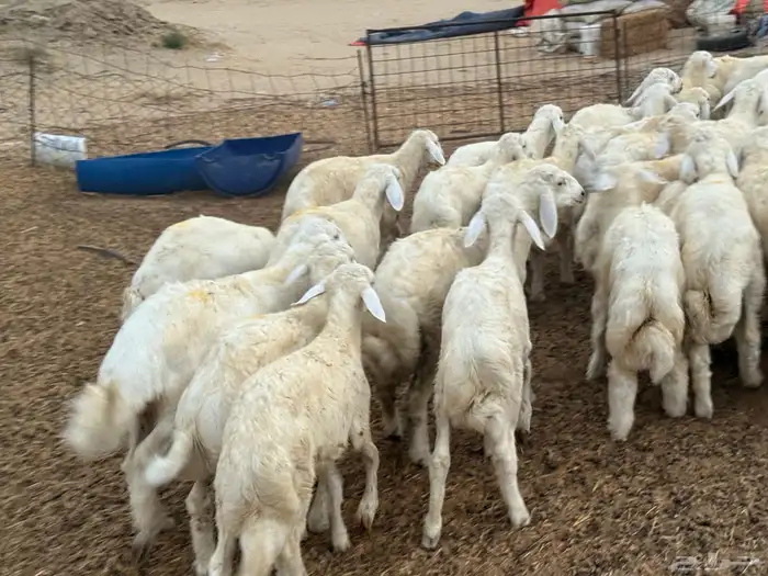 بهم تربية العدد 95 0
