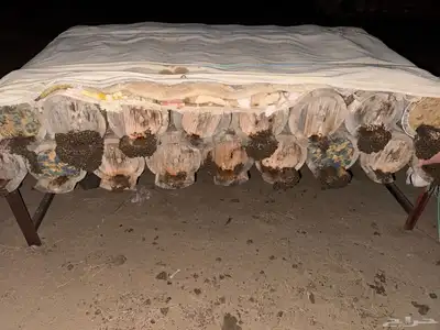 نحل بلدي الموقع القنفذه 9