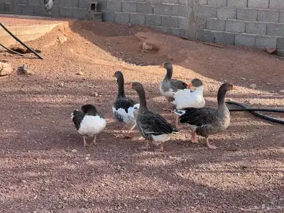 للبيع وز 2