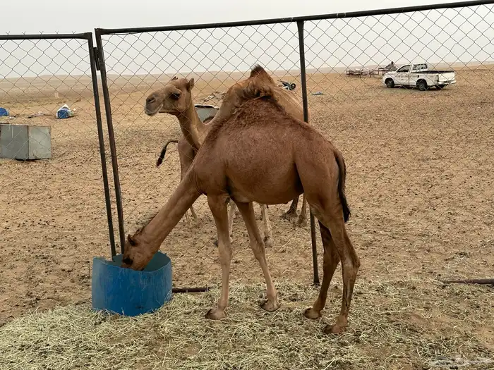 حشوان للبيع 3