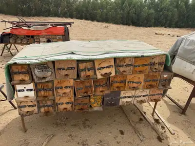 نحل بلدي الموقع القنفذه 3