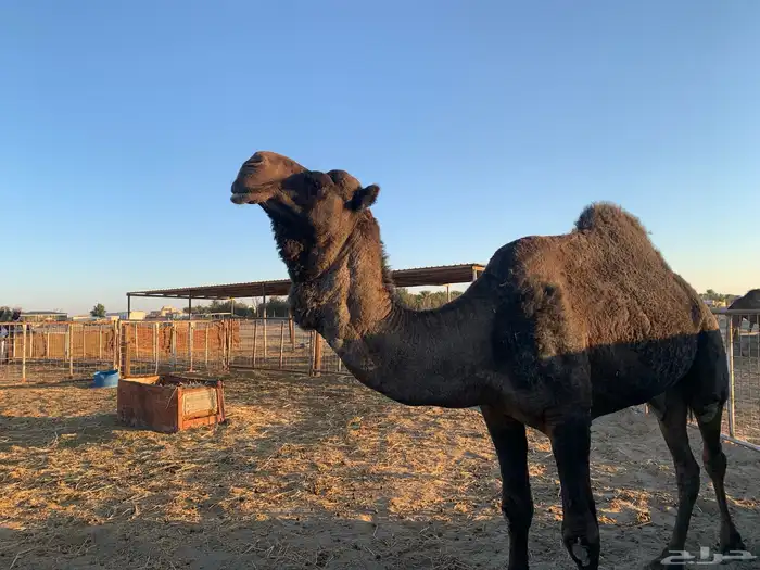 بعير فحل على جميع الشروط 0