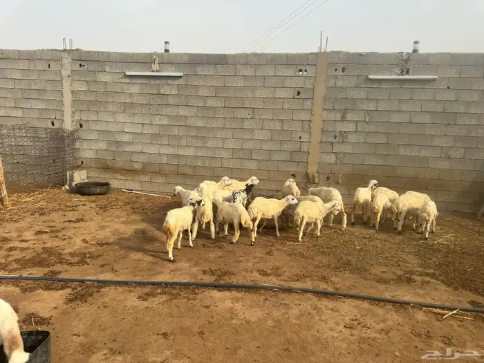 حلال للبيع رخال وخرفان 3