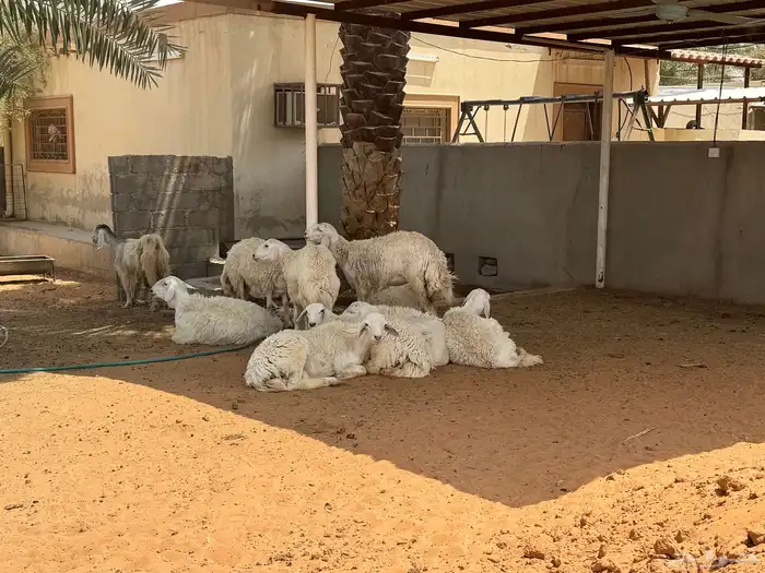 جاكم ابو تركي بمعزى وليد سديس حليب معها 2 من3000 وحريات حلوة 6