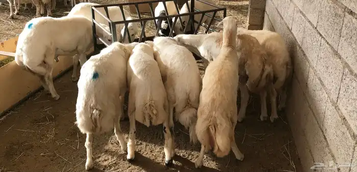 ذبايح خرفان 10