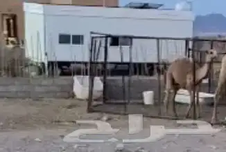غرفه سحب شنكو 1