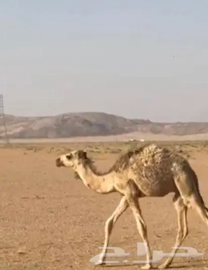 حاشي لباني 1