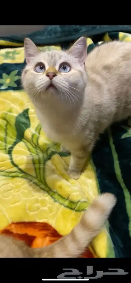 سكوتش ستريت 2