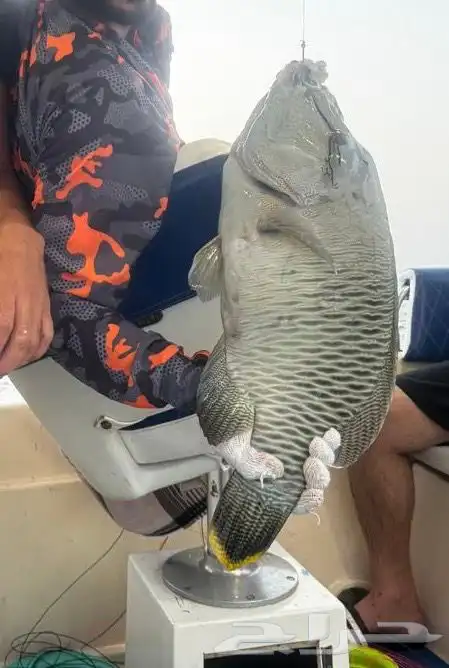 رحلات بحرية مرسى البحر الاحمر 1