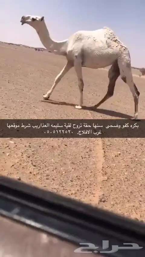 ضرايب وضح كفووو 1
